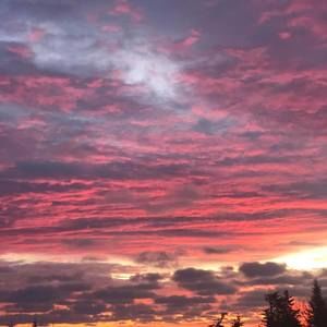 Meet your Posher, Ginger